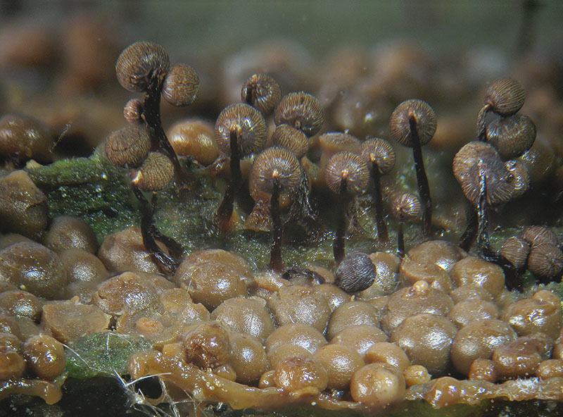 Cribraria cancellata